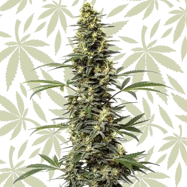 Amnesia Hypro cannabis strain plant