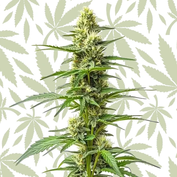 Amnesia Kush Auto cannabis strain plant