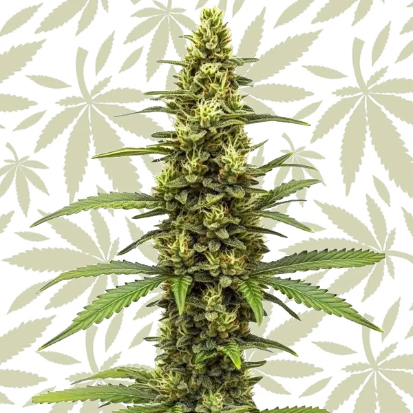 Amnesia Kush Regular cannabis strain plant