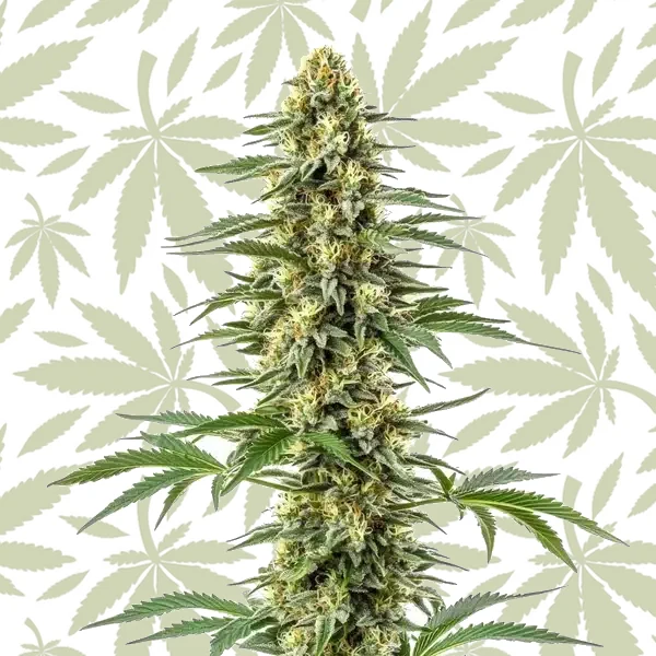 Amnesia Kush cannabis strain plant