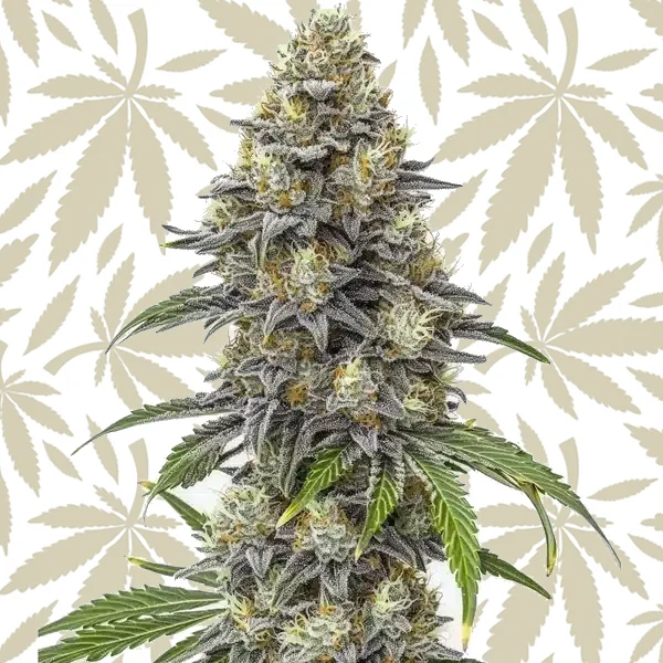Amnesia Lemon Cake Boom Regular cannabis strain plant