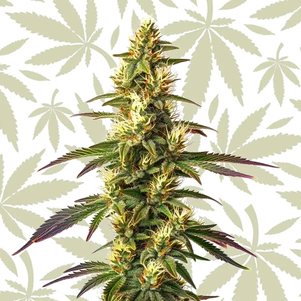 Amnesia Lemon Fast Version cannabis strain plant