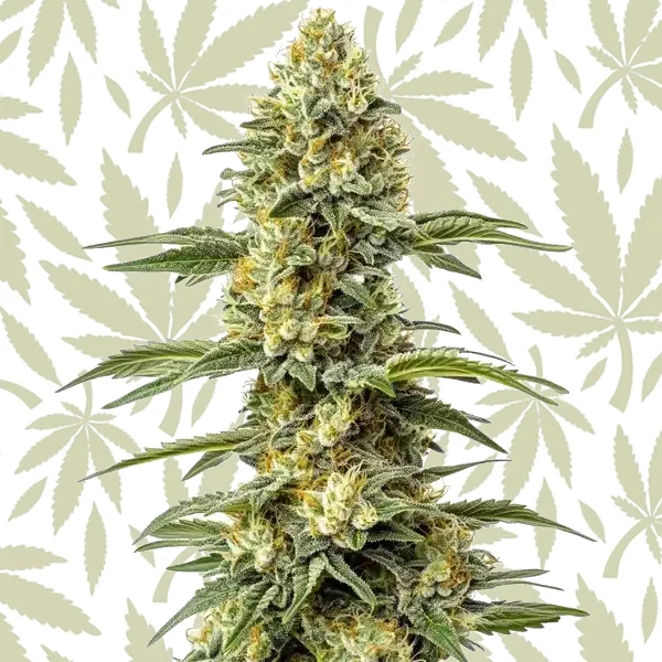Amnesia Lemon Regular cannabis strain plant