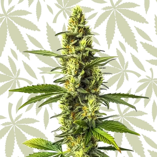 Amnesia Lemon cannabis strain plant