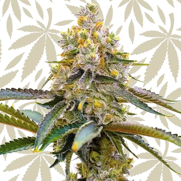 Amnesia Purple cannabis strain plant
