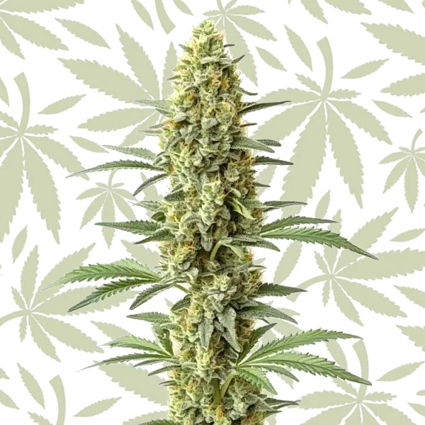 Amnesia x Kali Mist cannabis strain plant