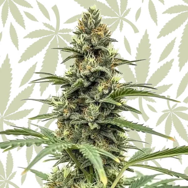 Amnesia x Nicole Kush cannabis strain plant