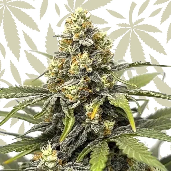 Amnesia cannabis strain plant
