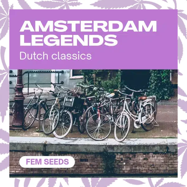 Amsterdam Legends cannabis strain plant