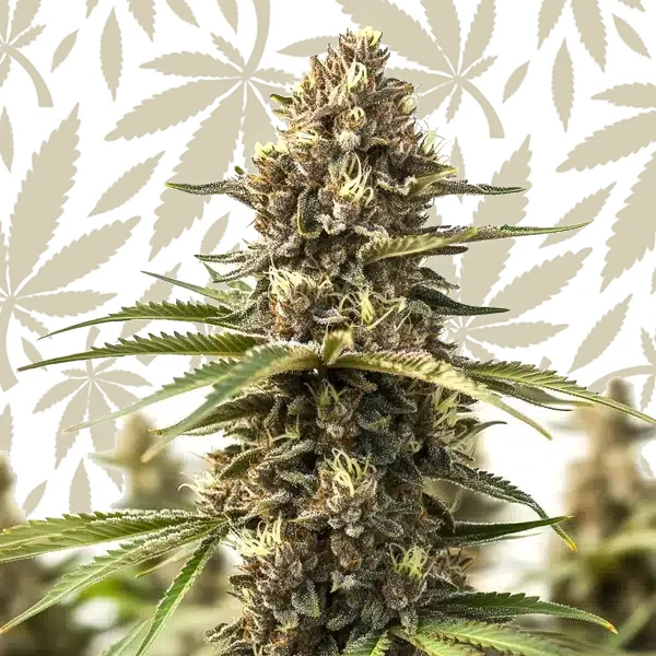 Animal Cookies cannabis strain plant