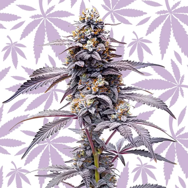 Animal Mints cannabis strain plant