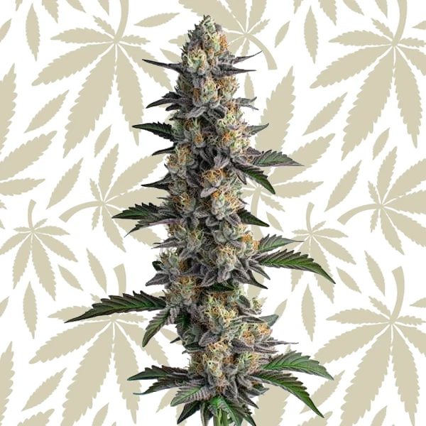 Apples and Bananas cannabis strain plant
