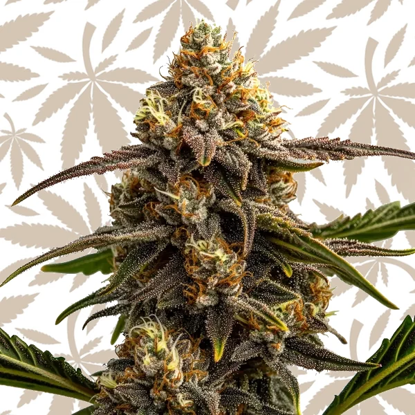 Apple Fritter Autoflower cannabis strain plant