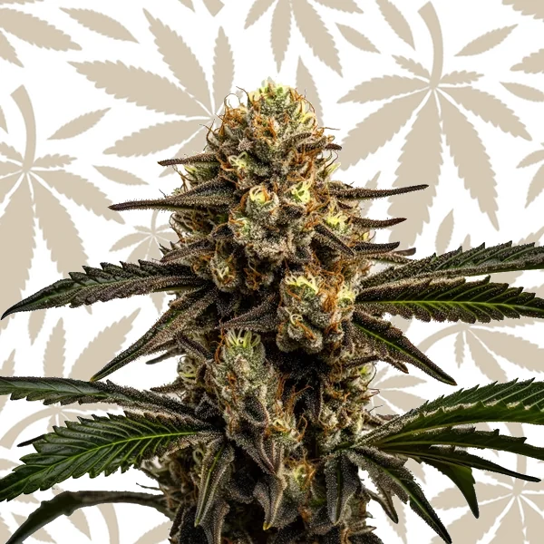 Apple Fritter cannabis strain plant