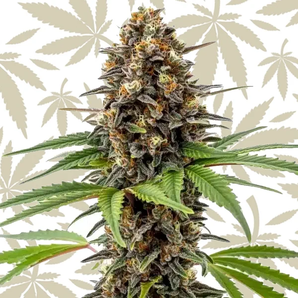 Archive Runtz cannabis strain plant