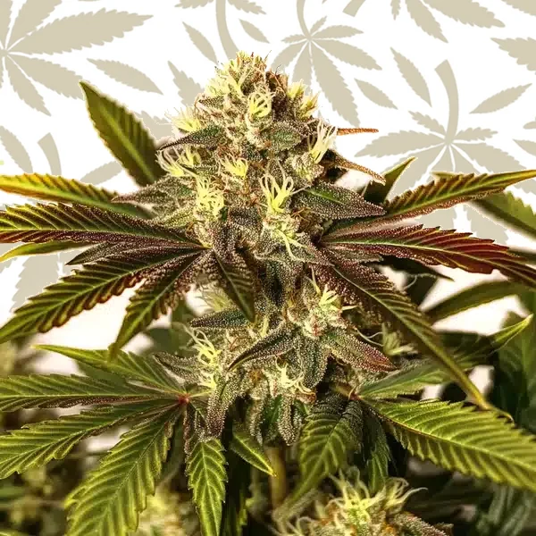 Asian Dream cannabis strain plant