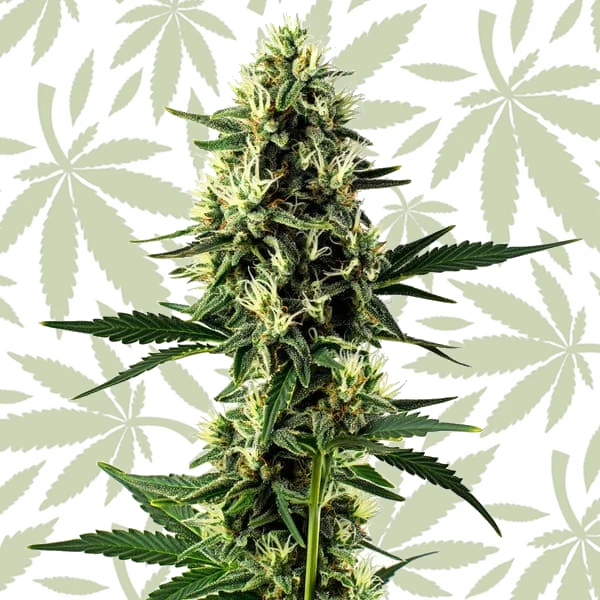 Aurora Indica cannabis strain plant