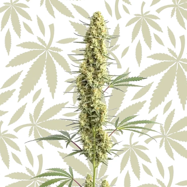 Auto CBD Amnesia cannabis strain plant
