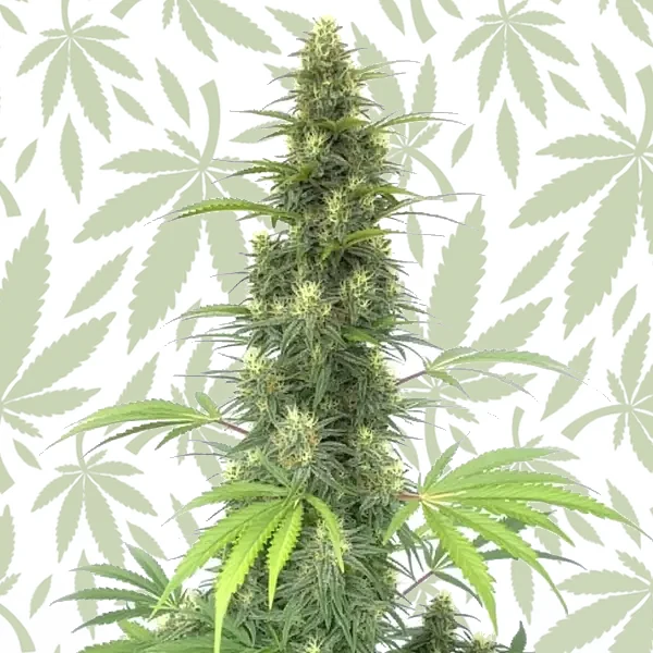 CBD Cheese Auto cannabis strain plant