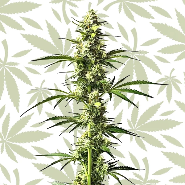 CBD Critical Mass Auto cannabis seed pack