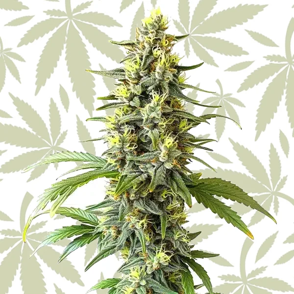CBD Haze Auto (1:1) cannabis strain plant