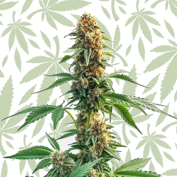 CBD Kush Auto cannabis strain plant
