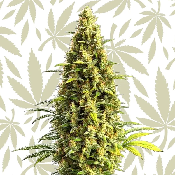 CBD Lemon Haze Auto cannabis strain plant