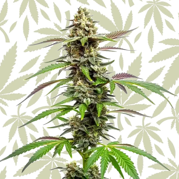 Auto CBD Med Go cannabis strain plant