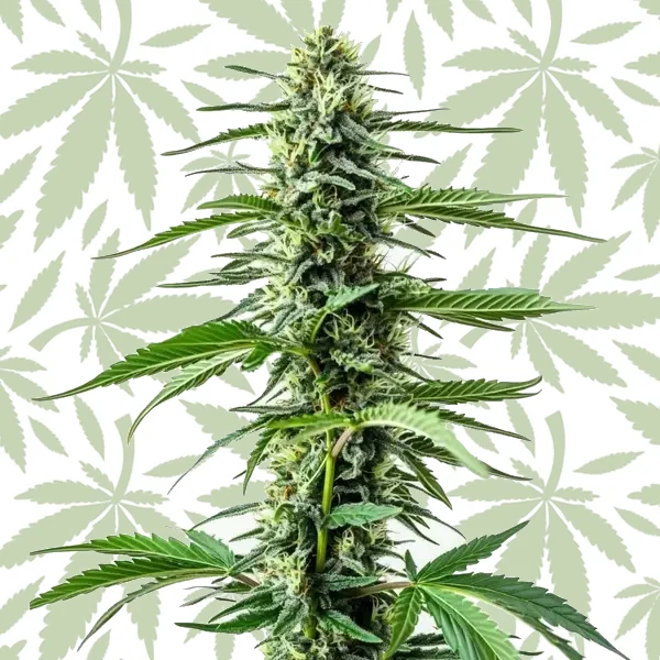 Auto Northern Lights CBD cannabis strain plant