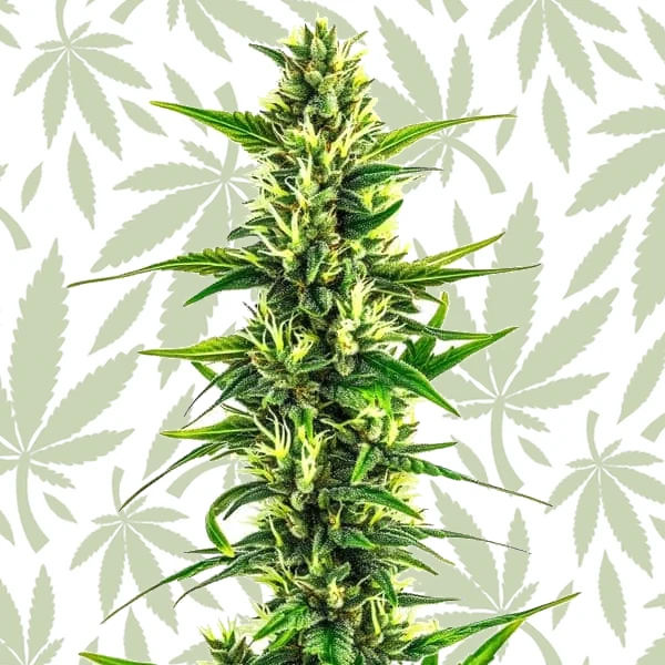 Auto CBD Pineapple cannabis strain plant