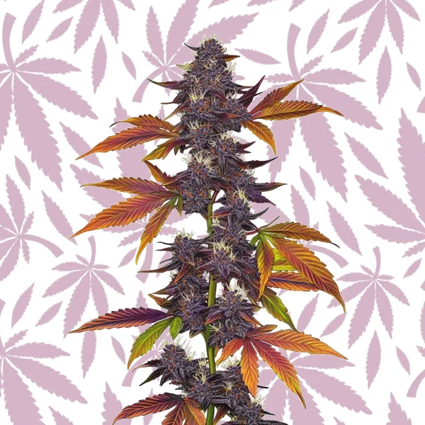 Auto Purple CBD cannabis strain plant