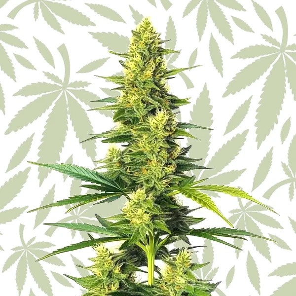 Auto White Widow CBD cannabis strain plant