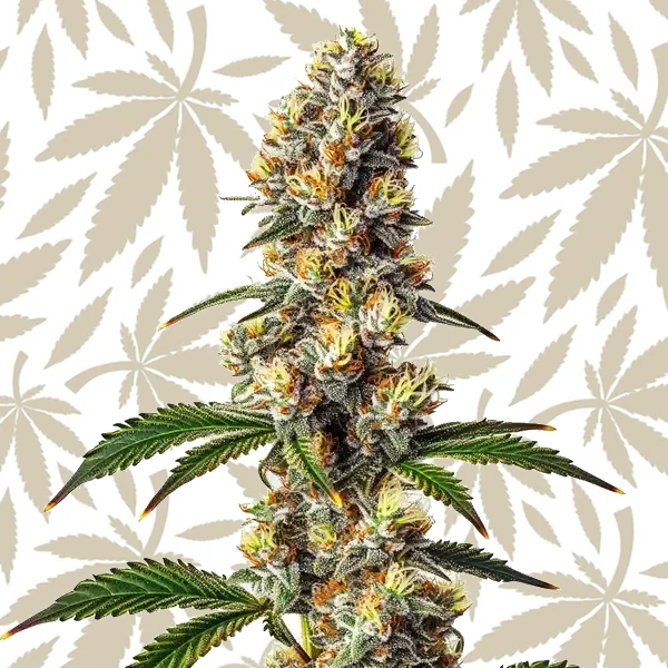 Badazz Cheese cannabis strain plant