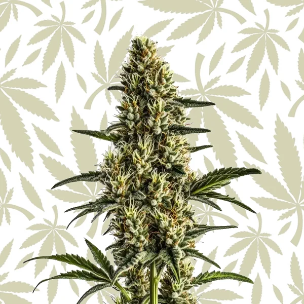 Badazz Rolex cannabis strain plant