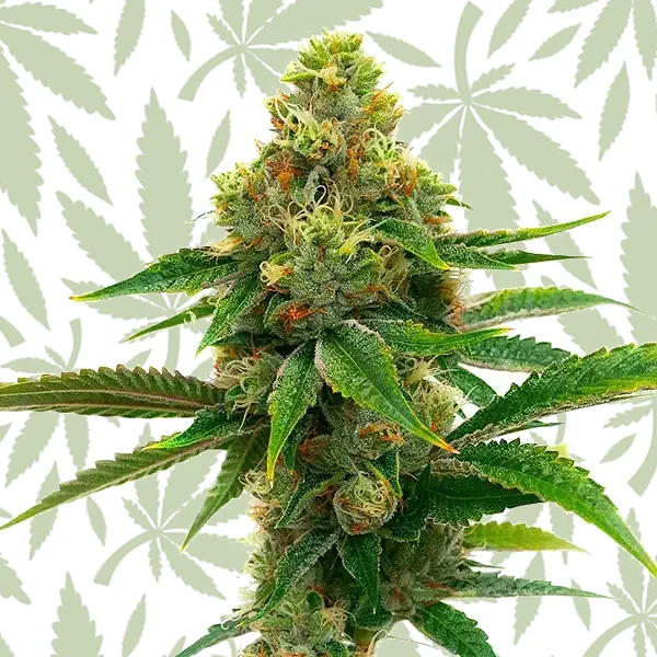 Banana Cream cannabis strain plant