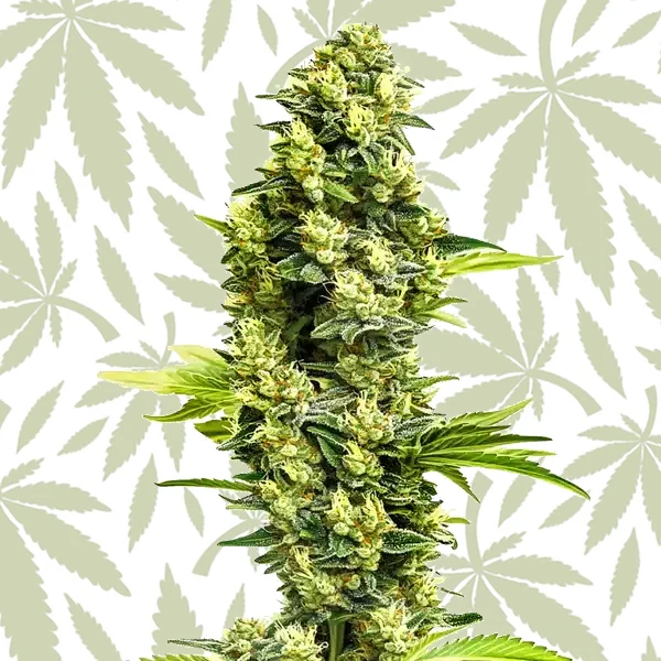 Banana Kush Regular cannabis strain plant