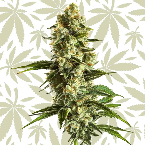 Banana Kush cannabis strain plant