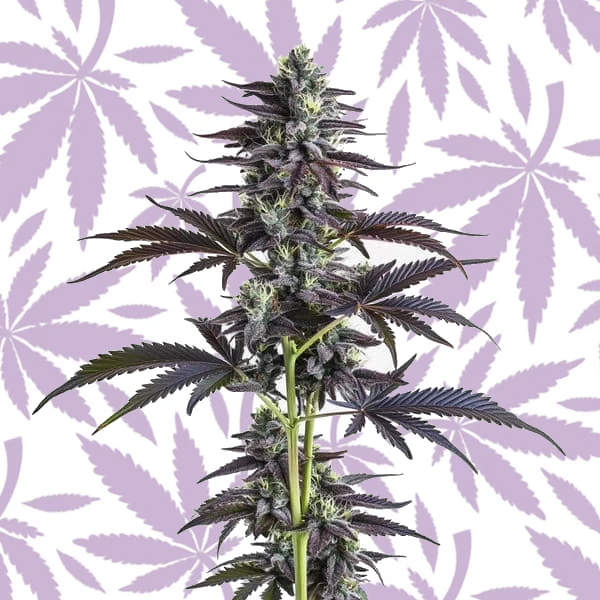 Banana Punch cannabis strain plant