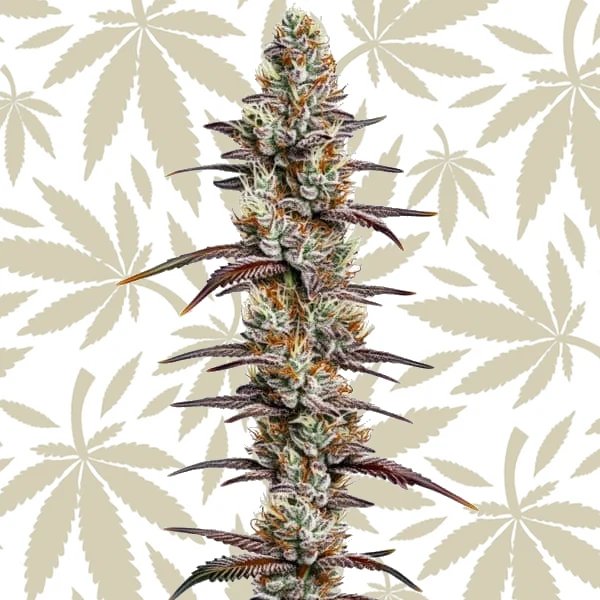 Banana Sherbet cannabis strain plant