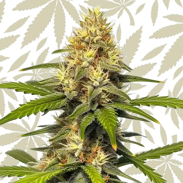 Banana Split cannabis strain plant