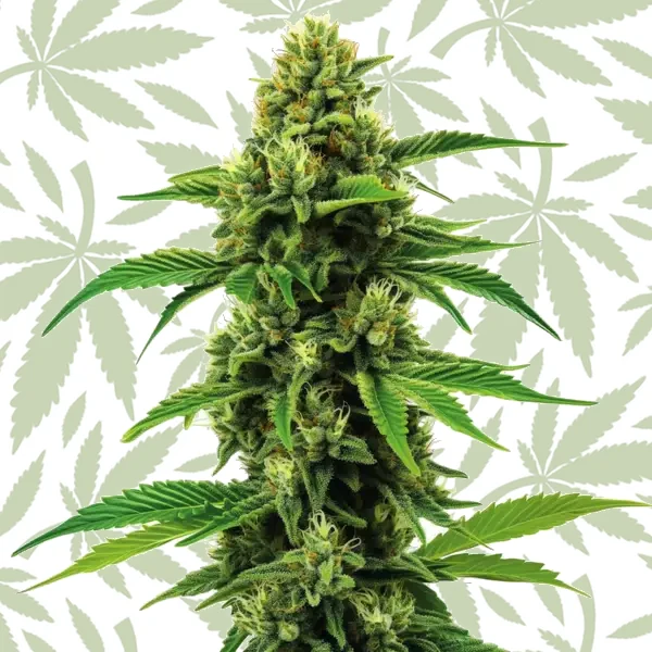 Banana Z OG cannabis strain plant