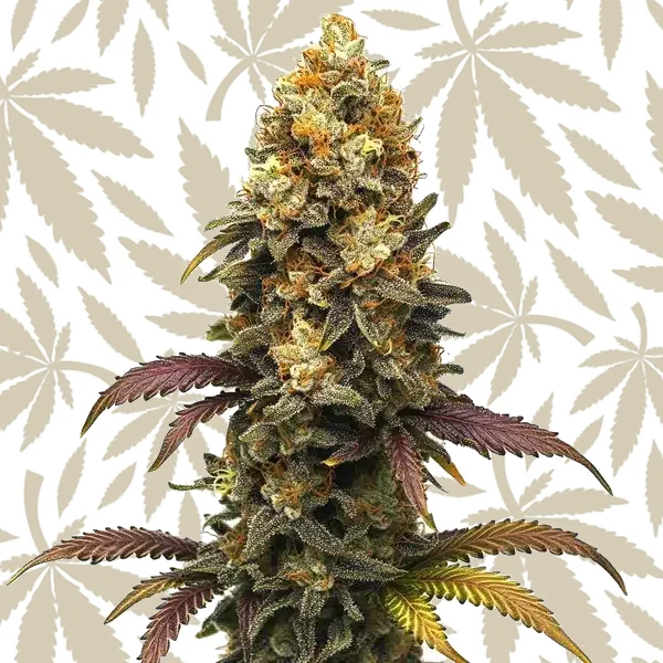BC Diesel cannabis strain plant