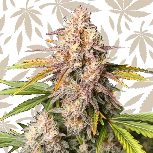 Bc God Bud Regular cannabis strain plant