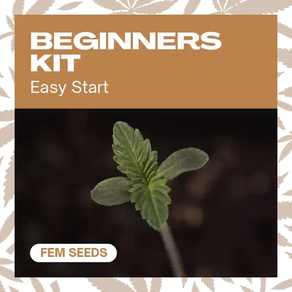 Beginners Pack cannabis strain plant