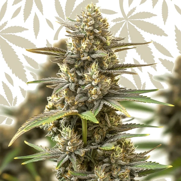 Berry Z OG cannabis strain plant