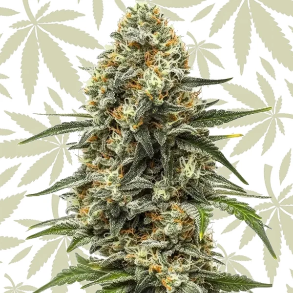 Big Bud Auto cannabis strain plant