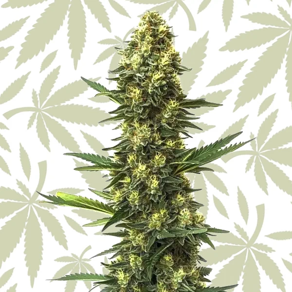 Big Bud Fast Version cannabis strain plant