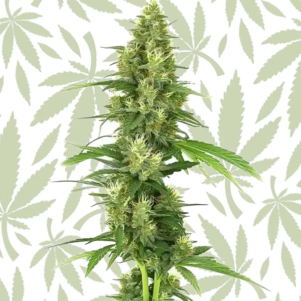 Big Bud cannabis strain plant