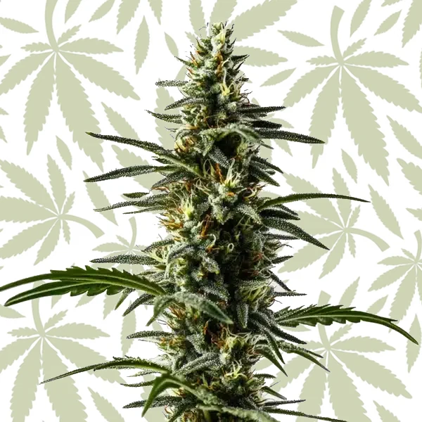 Big Devil Auto cannabis strain plant