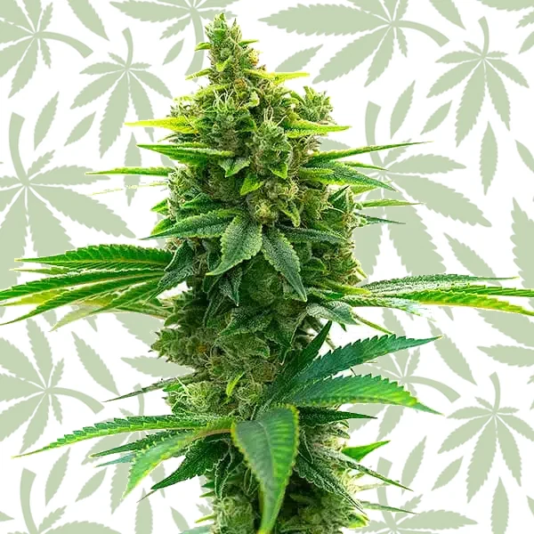 Big Jack Widow Auto cannabis strain plant